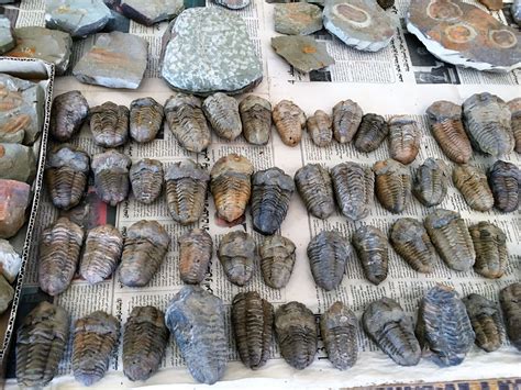 where to buy fossils.